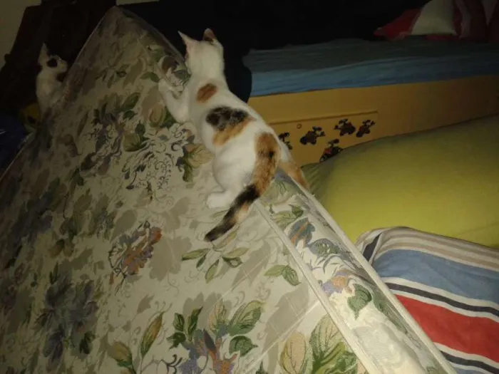Gato ra a SRD idade 7 a 11 meses nome Mion e Mel