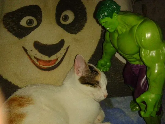 Gato ra a SRD idade 7 a 11 meses nome Mion e Mel