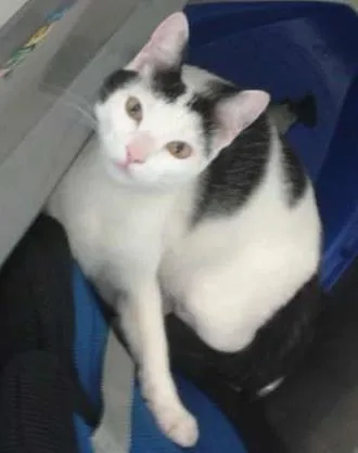 Gato ra a SRD idade 7 a 11 meses nome Mion e Mel