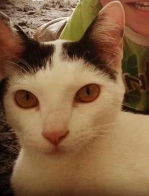 Gato raça SRD idade 7 a 11 meses nome Mion e Mel