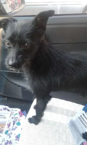 Cachorro raça SRD idade 1 ano nome Mindoim