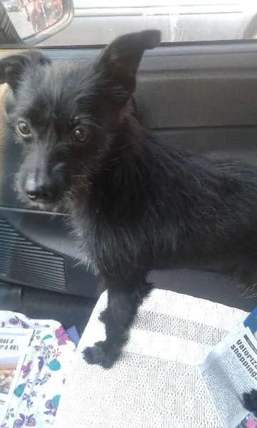 Cachorro ra a SRD idade 1 ano nome Mindoim