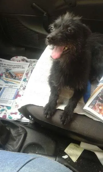 Cachorro ra a SRD idade 1 ano nome Mindoim