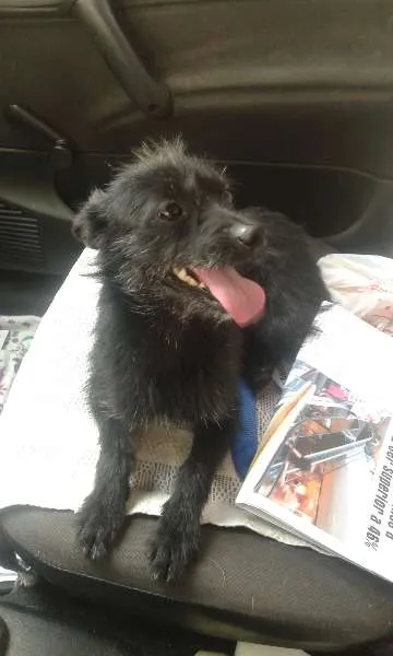 Cachorro ra a SRD idade 1 ano nome Mindoim