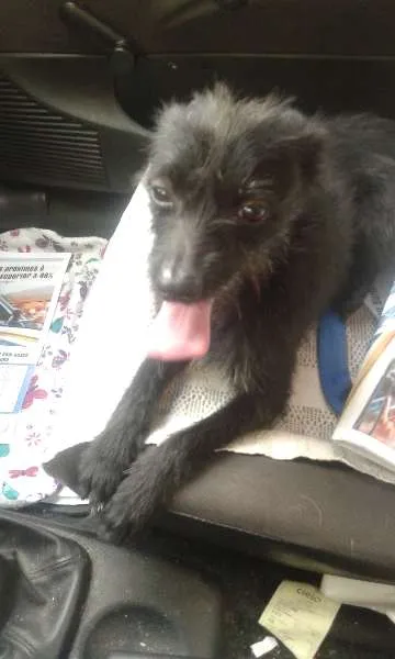 Cachorro ra a SRD idade 1 ano nome Mindoim