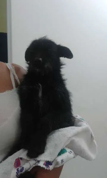 Cachorro ra a SRD idade 1 ano nome Mindoim