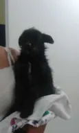 Mindoim