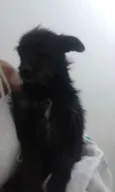 Mindoim