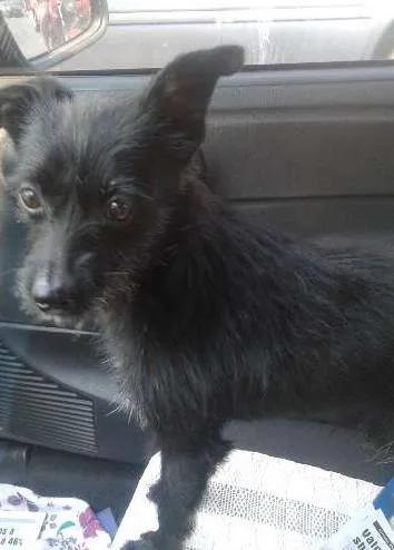 Cachorro ra a SRD idade 1 ano nome Mindoim