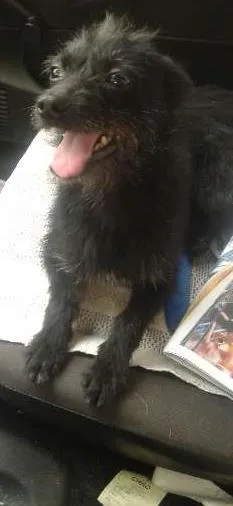 Cachorro ra a SRD idade 1 ano nome Mindoim