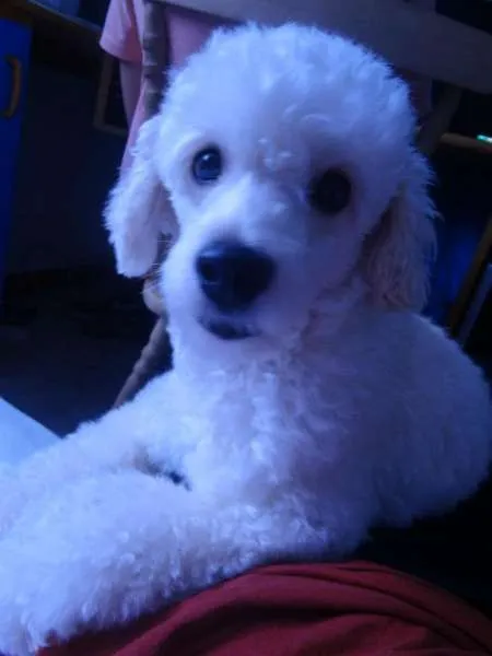 Cachorro raça Poodle idade 4 anos nome Pepe