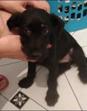 Cachorro raça Vira Lata idade 2 a 6 meses nome Sem Nome