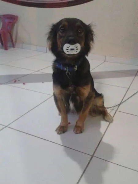 Cachorro ra a viralata idade 1 ano nome bolinha