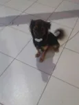bolinha