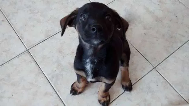 Cachorro ra a  idade 2 a 6 meses nome Julieta e Mirela