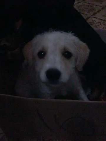 Cachorro ra a  idade 2 a 6 meses nome Julieta e Mirela