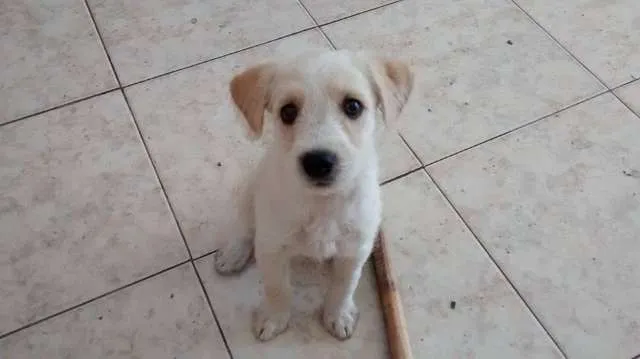 Cachorro ra a  idade 2 a 6 meses nome Julieta e Mirela