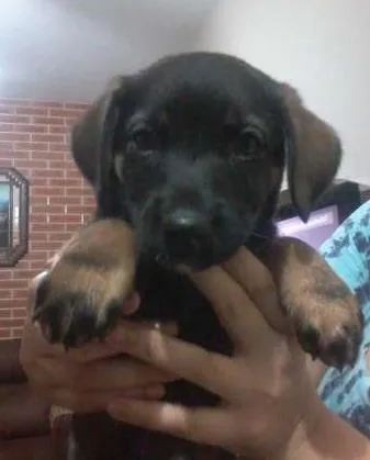 Cachorro ra a  idade 2 a 6 meses nome Julieta e Mirela