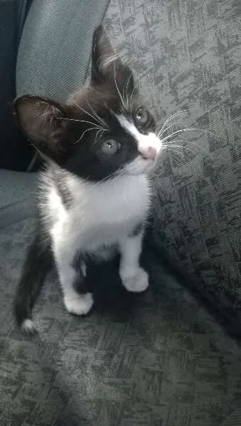 Gato ra a SRD idade 2 a 6 meses nome Luna