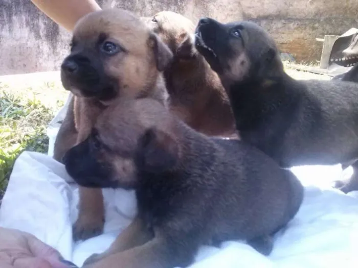 Cachorro ra a Vira-lata  idade Abaixo de 2 meses nome Filhotes