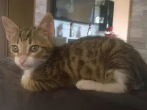 Gato raça srd idade 2 a 6 meses nome Tigger