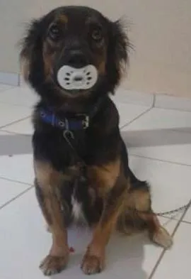 Cachorro ra a viralata idade 1 ano nome bolinha