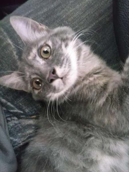 Gato ra a idade 1 ano nome Ayla