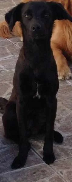 Cachorro ra a SRD idade 1 ano nome Luna