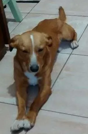 Cachorro ra a SRD idade 1 ano nome Doug