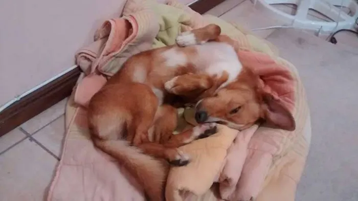 Cachorro ra a SRD idade 1 ano nome Doug