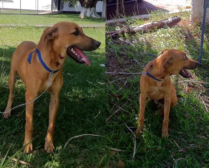 Cachorro ra a SRD idade  nome Filhotão
