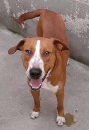 Cachorro raça Pitbull mestiço idade 1 ano nome Bob
