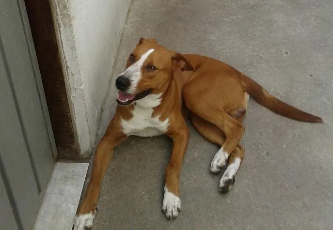 Cachorro ra a Pitbull mestiço idade 1 ano nome Bob