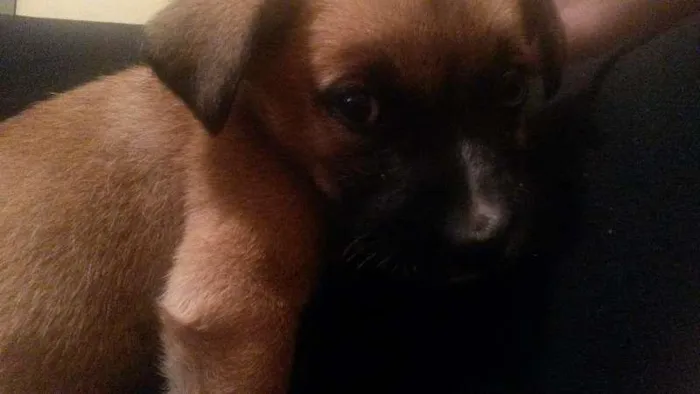 Cachorro ra a  idade 2 a 6 meses nome sem nome 