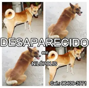 Cachorro raça  idade  nome LELO