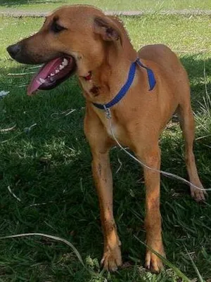 Cachorro raça SRD idade  nome Filhotão