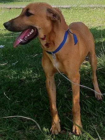 Cachorro ra a SRD idade  nome Filhotão