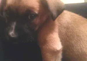 Cachorro raça  idade 2 a 6 meses nome sem nome 