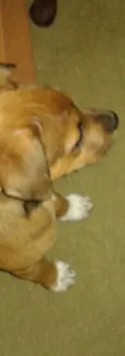Breja