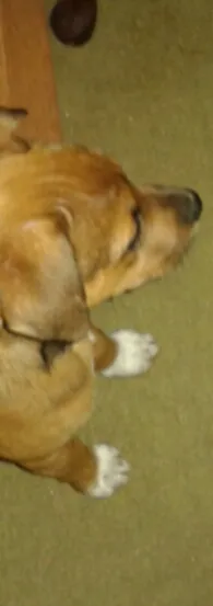 Cachorro ra a SRD idade 2 a 6 meses nome Breja