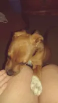Breja