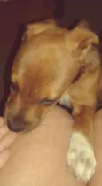 Breja