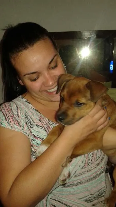 Cachorro ra a SRD idade 2 a 6 meses nome Breja