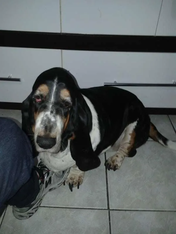 Cachorro ra a Basset Hound idade 6 ou mais anos nome Mary