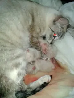 Gato raça SRD idade Abaixo de 2 meses nome Filhotes