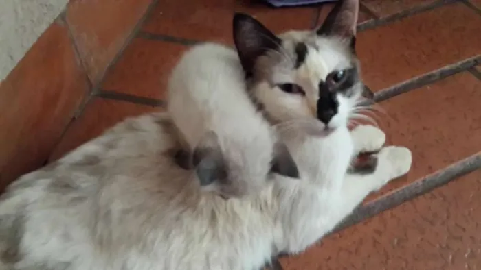 Gato ra a  idade Abaixo de 2 meses nome Filhotinhos