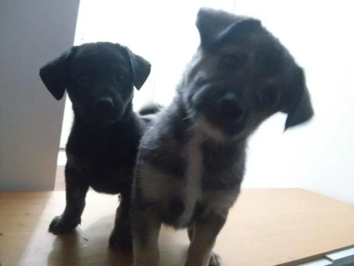 Cachorro ra a SRD idade 2 a 6 meses nome Meg e Bart