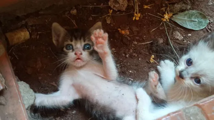 Gato ra a  idade Abaixo de 2 meses nome Filhotinhos