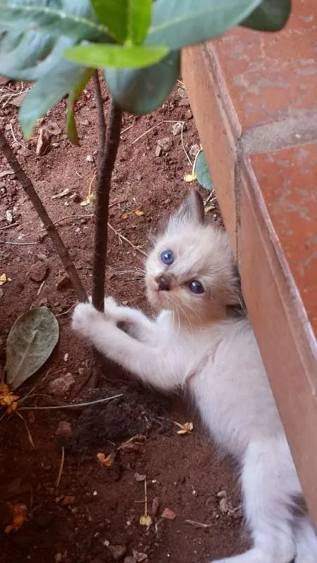 Gato ra a  idade Abaixo de 2 meses nome Filhotinhos