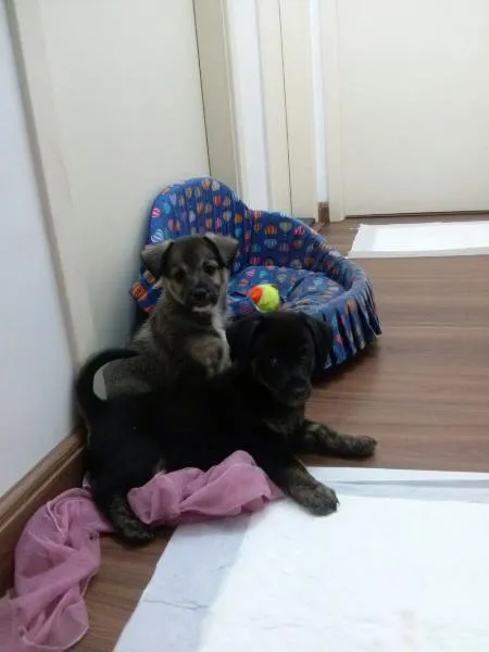Cachorro ra a SRD idade 2 a 6 meses nome Meg e Bart